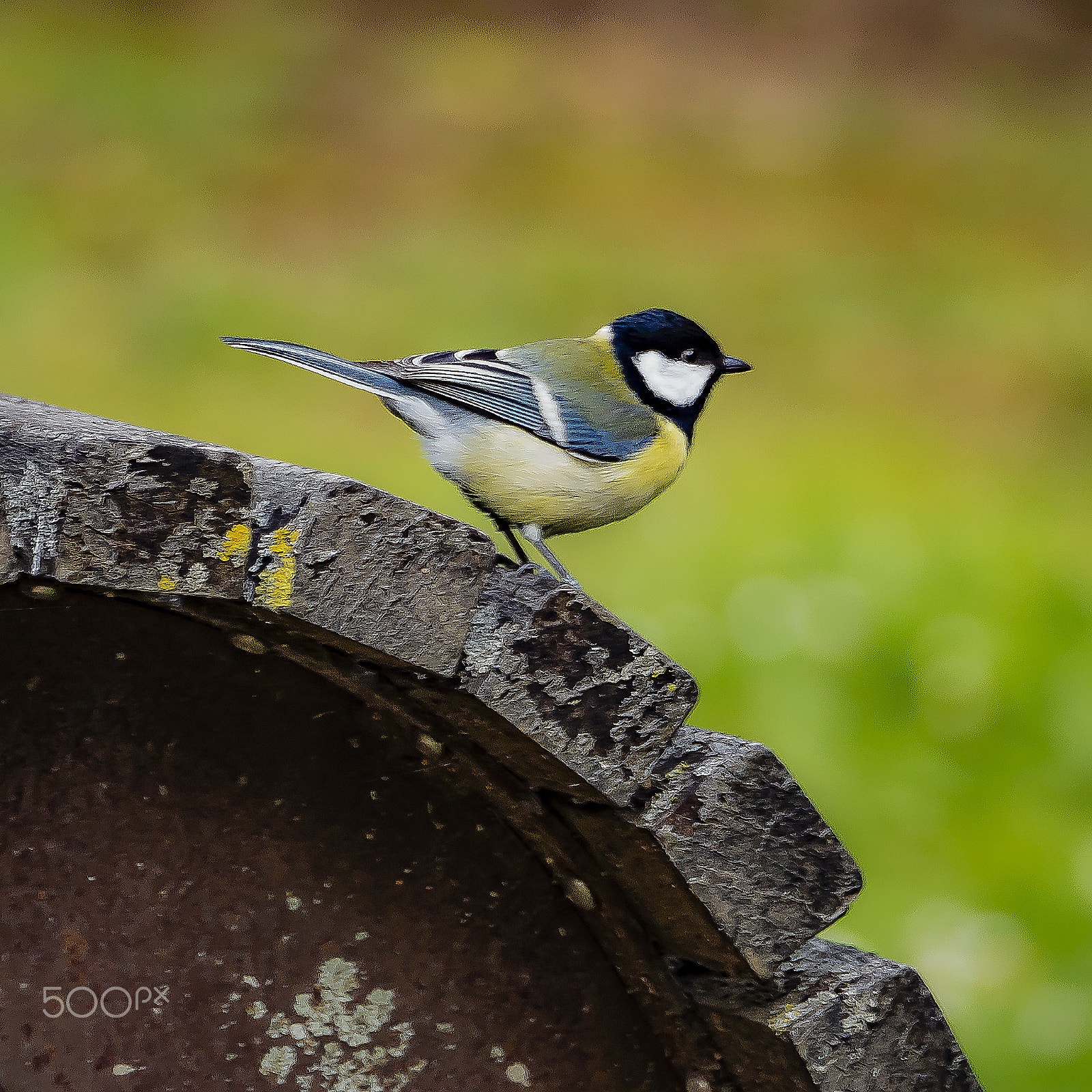 Olympus OM-D E-M5 II sample photo. Parus major photography