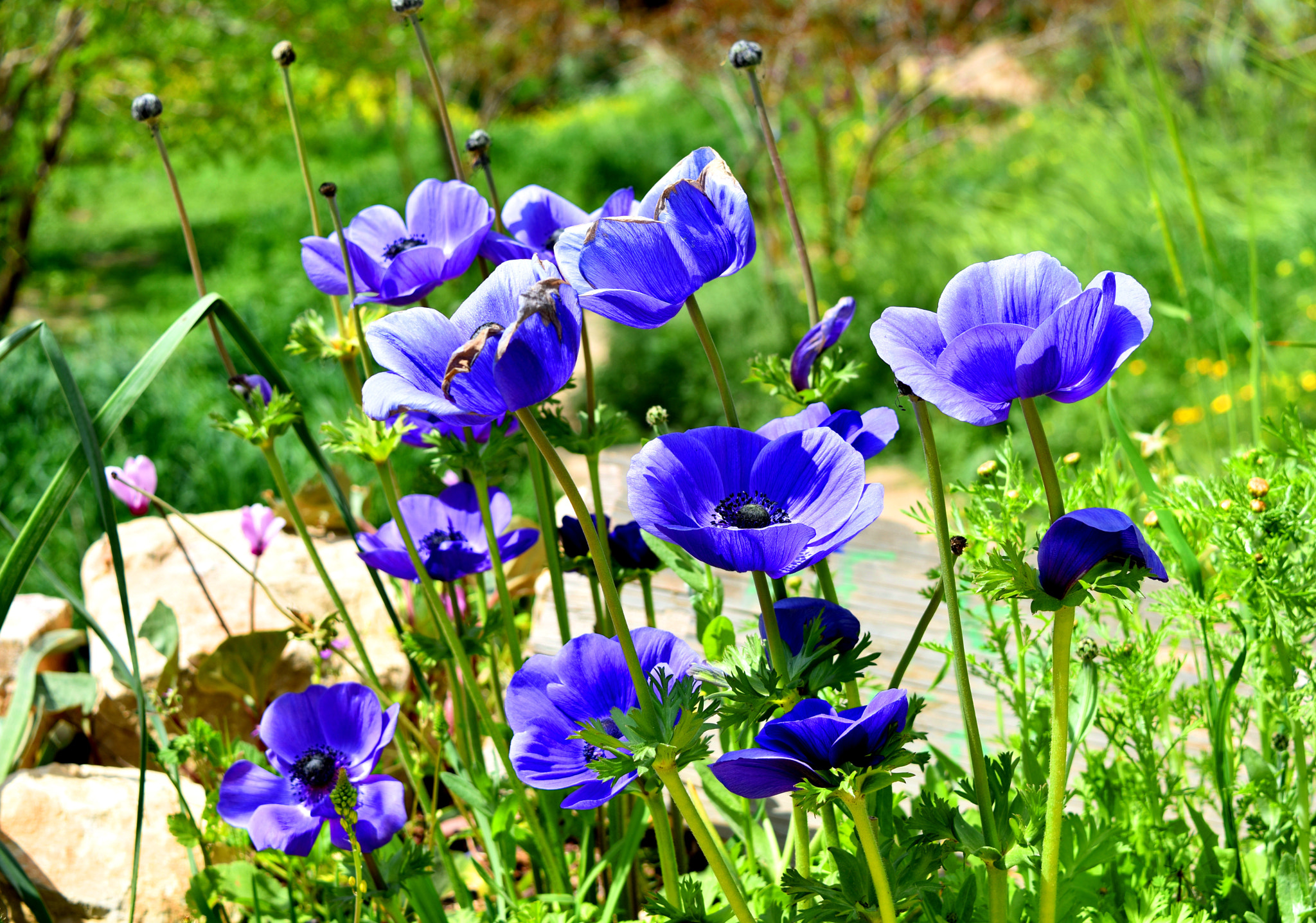 Nikon D3400 sample photo. Purple blossom photography