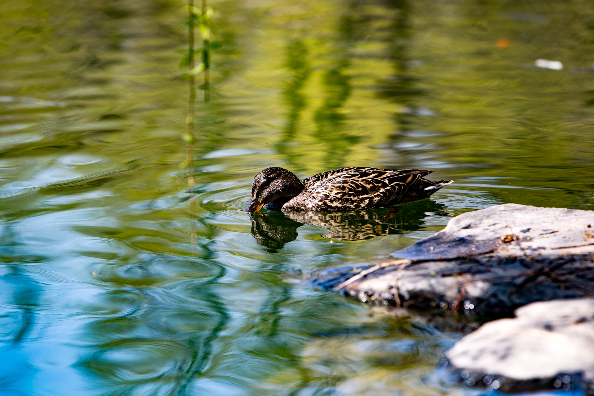 Canon EOS 6D + Canon EF 70-200mm F2.8L IS USM sample photo. Early spring photography