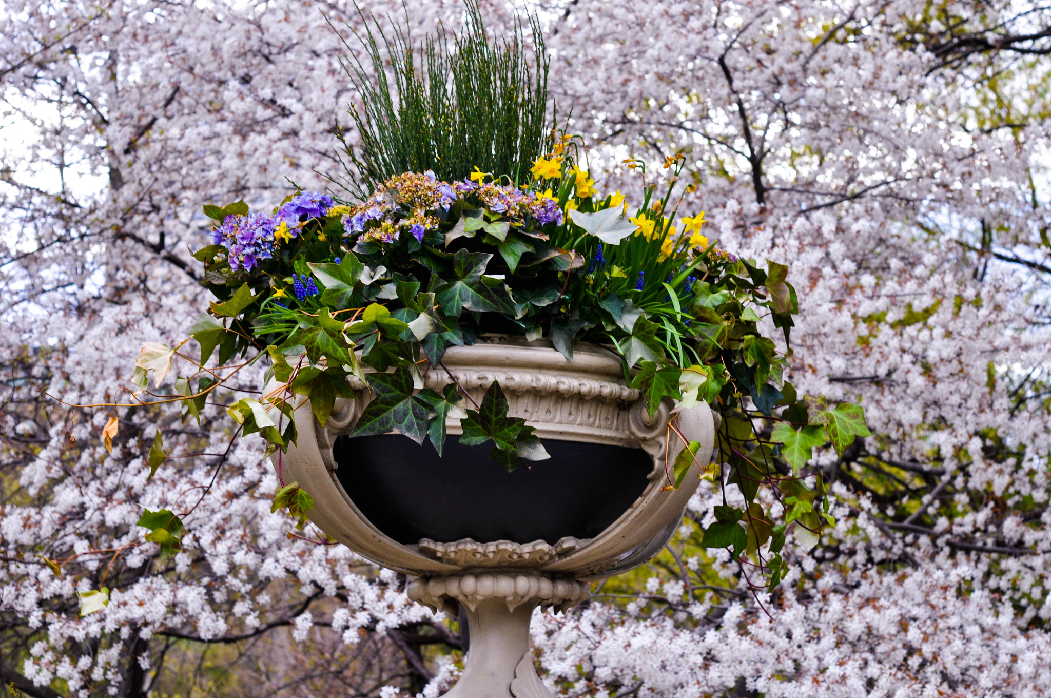 Nikon AF-S Micro-Nikkor 60mm F2.8G ED sample photo. A spring garden photography