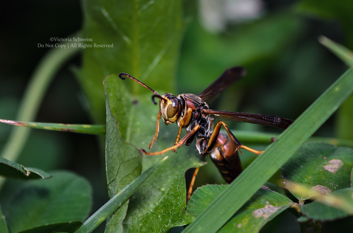 Nikon AF-S Micro-Nikkor 105mm F2.8G IF-ED VR sample photo. Wasp photography