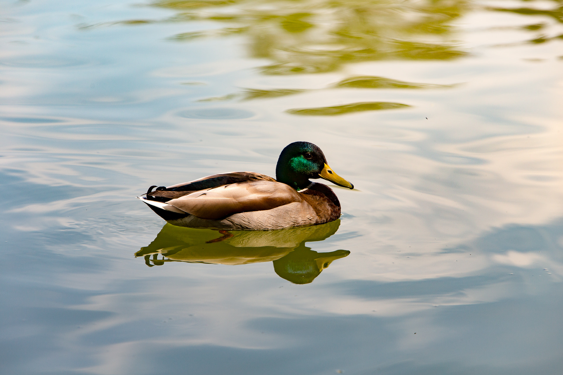 Canon EOS 6D + Canon EF 70-200mm F2.8L IS USM sample photo. Early spring photography