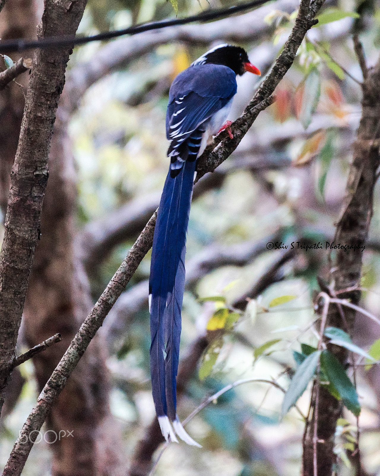 Nikon AF-S Nikkor 200-500mm F5.6E ED VR sample photo. Red-billed blue magpie (urocissa erythroryncha) photography