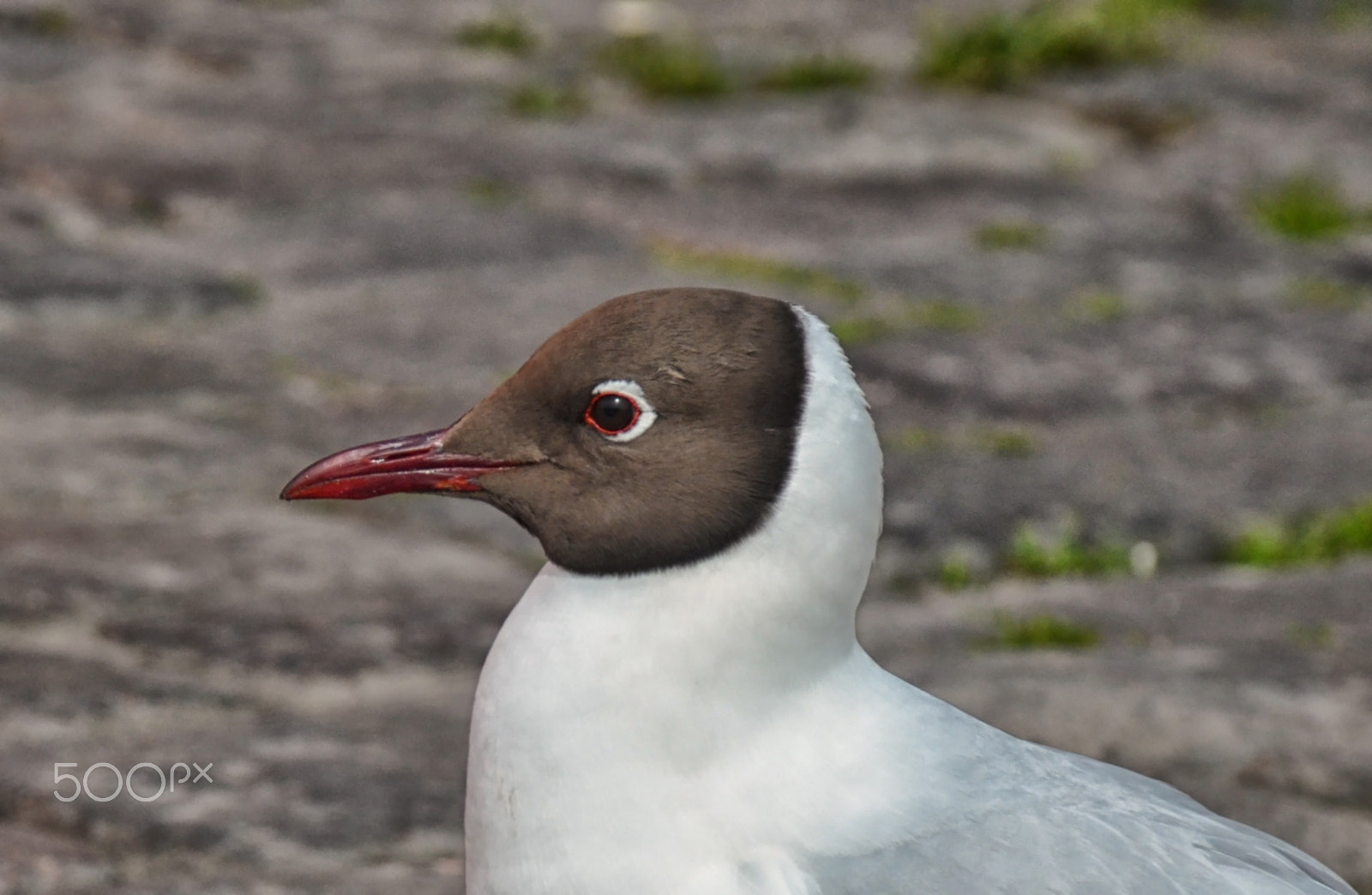 Nikon D7000 sample photo. Seagull photography