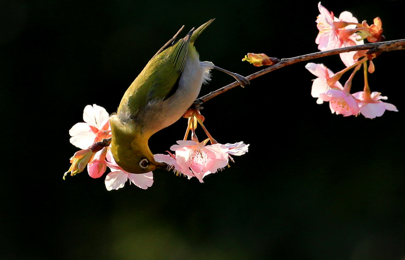 Canon EOS-1D X sample photo. I like nectar photography