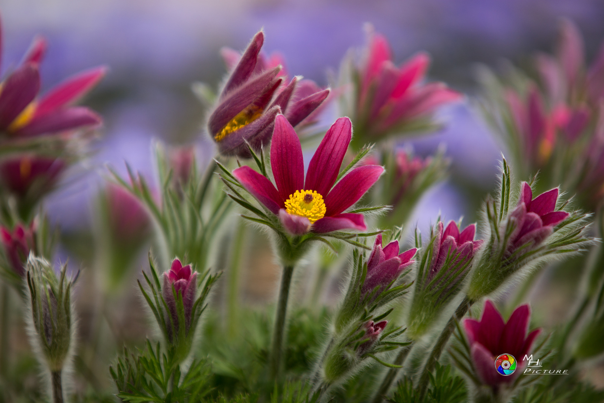 Canon EF 70-200mm F2.8L USM sample photo. Pulsatilla vulgaris photography