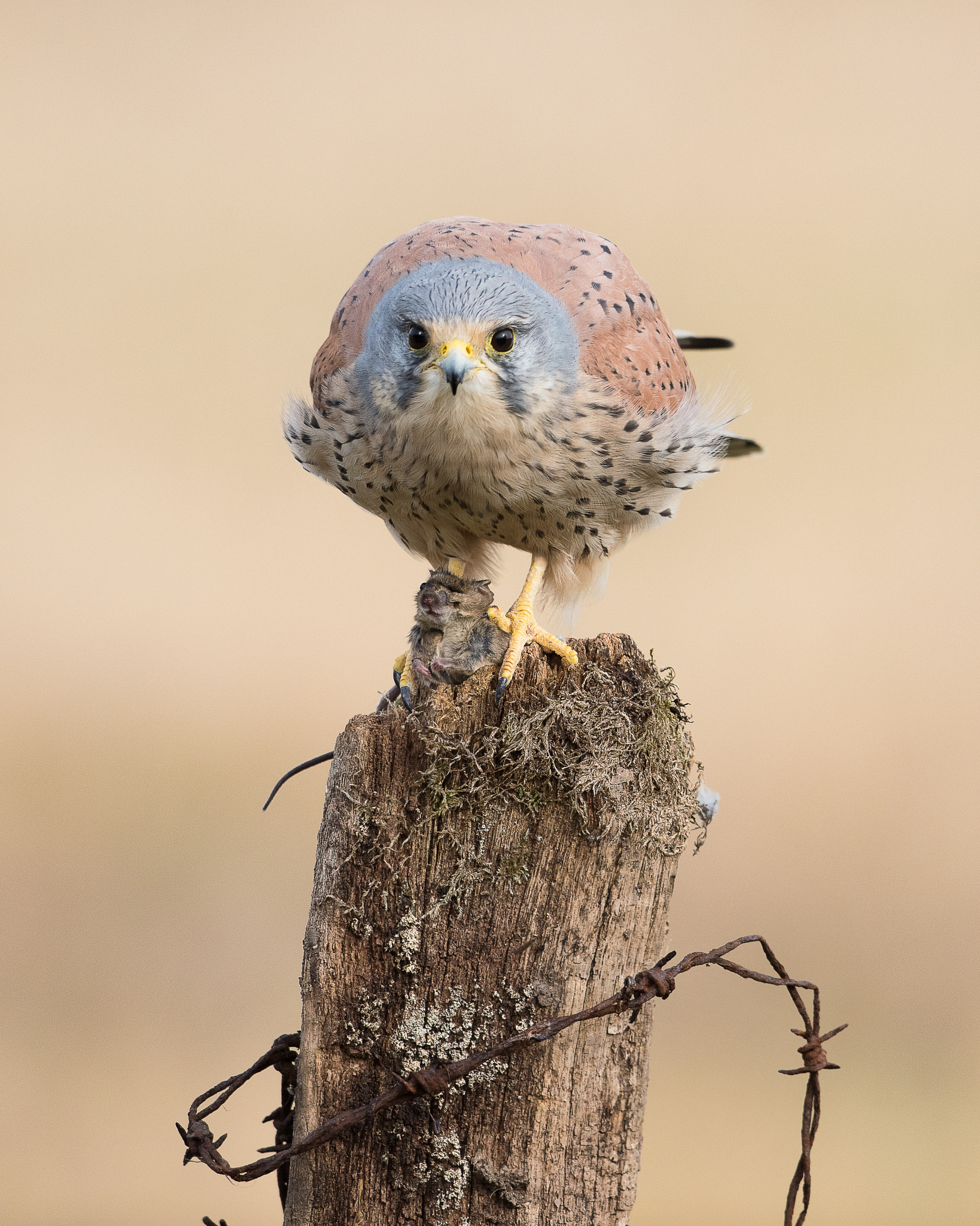 Nikon D810 + Nikon AF-S Nikkor 500mm F4G ED VR sample photo. Kestrel photography