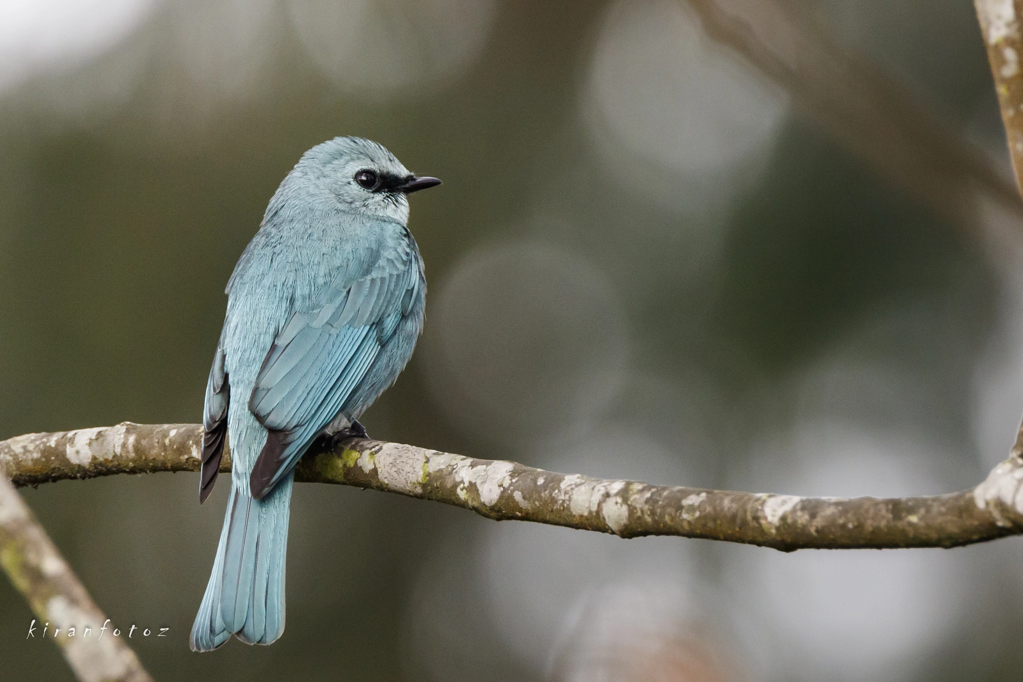 Tamron SP 150-600mm F5-6.3 Di VC USD sample photo. Verditer flycatcher photography
