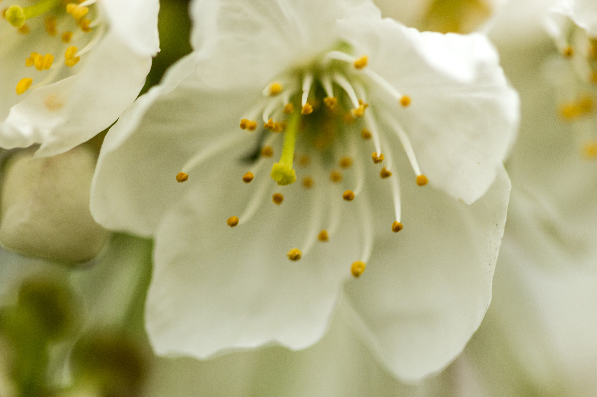 Canon EF 100mm F2.8 Macro USM sample photo. Blossom photography