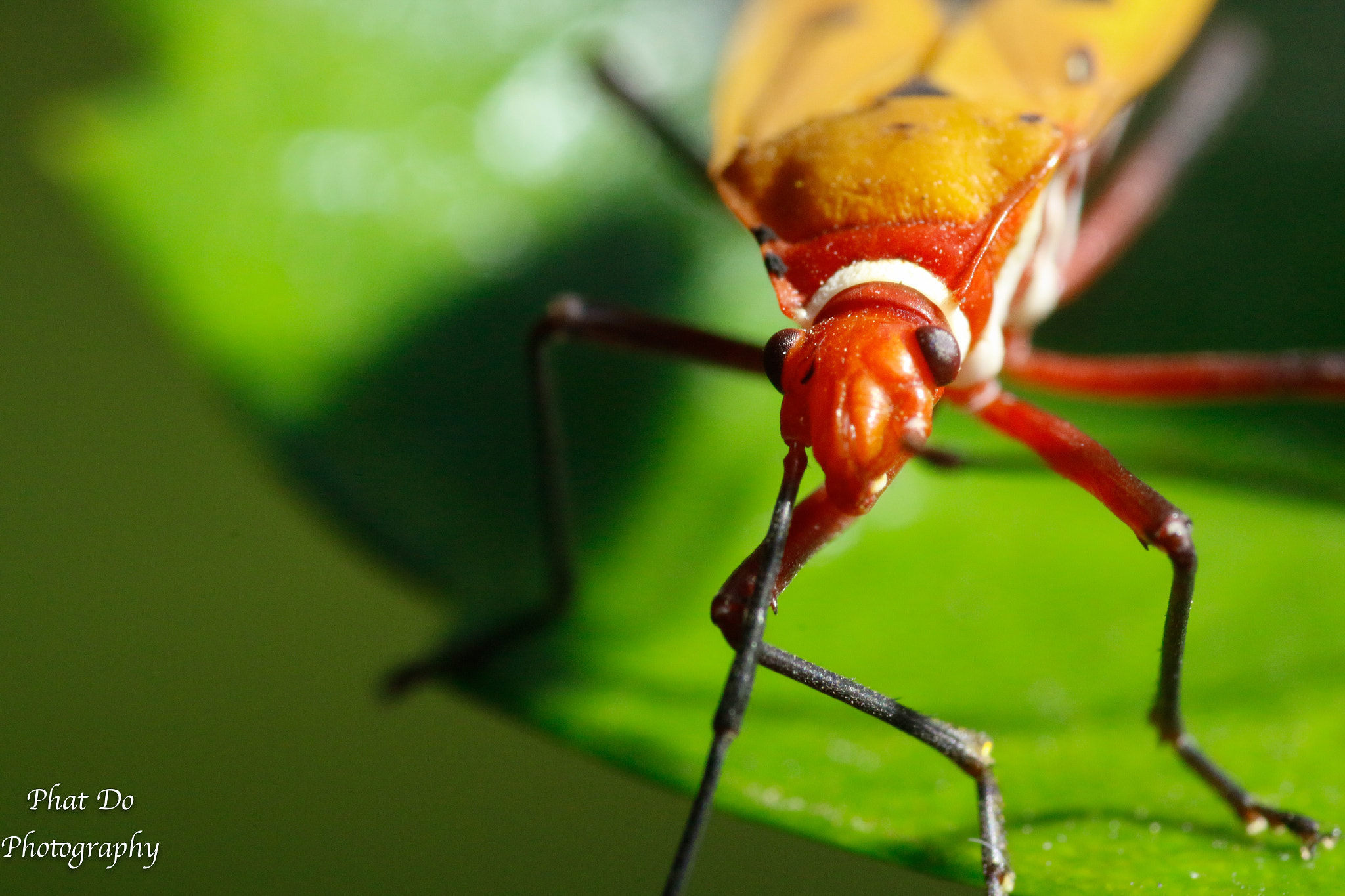 Canon EOS 70D + Tamron SP AF 90mm F2.8 Di Macro sample photo. The bug eyes ! photography