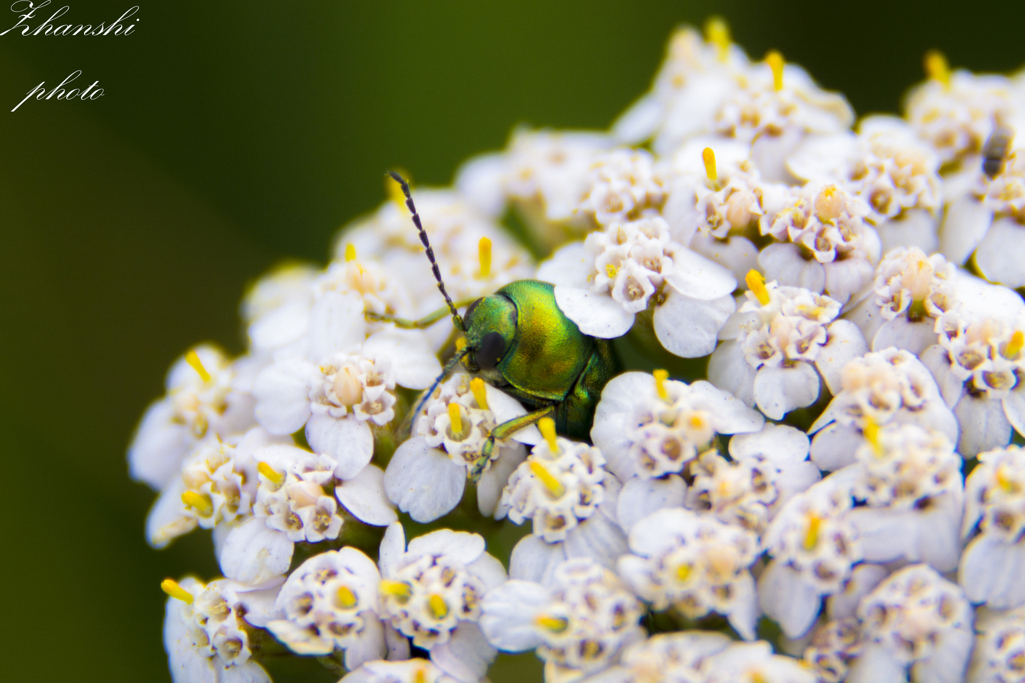 Nikon D3100 sample photo. Bug photography