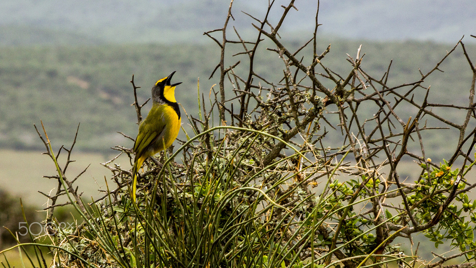 Canon EF 70-300mm F4-5.6 IS USM sample photo. Sing photography