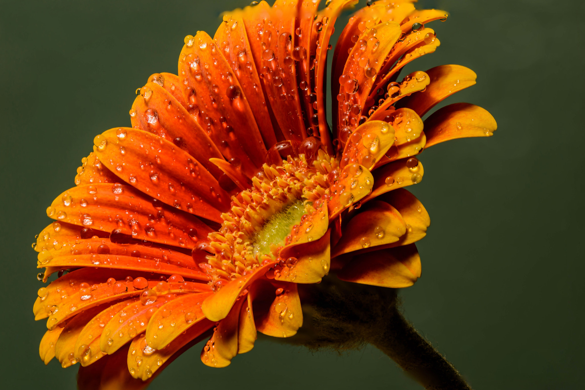 Nikon D7200 sample photo. A piccolini photography