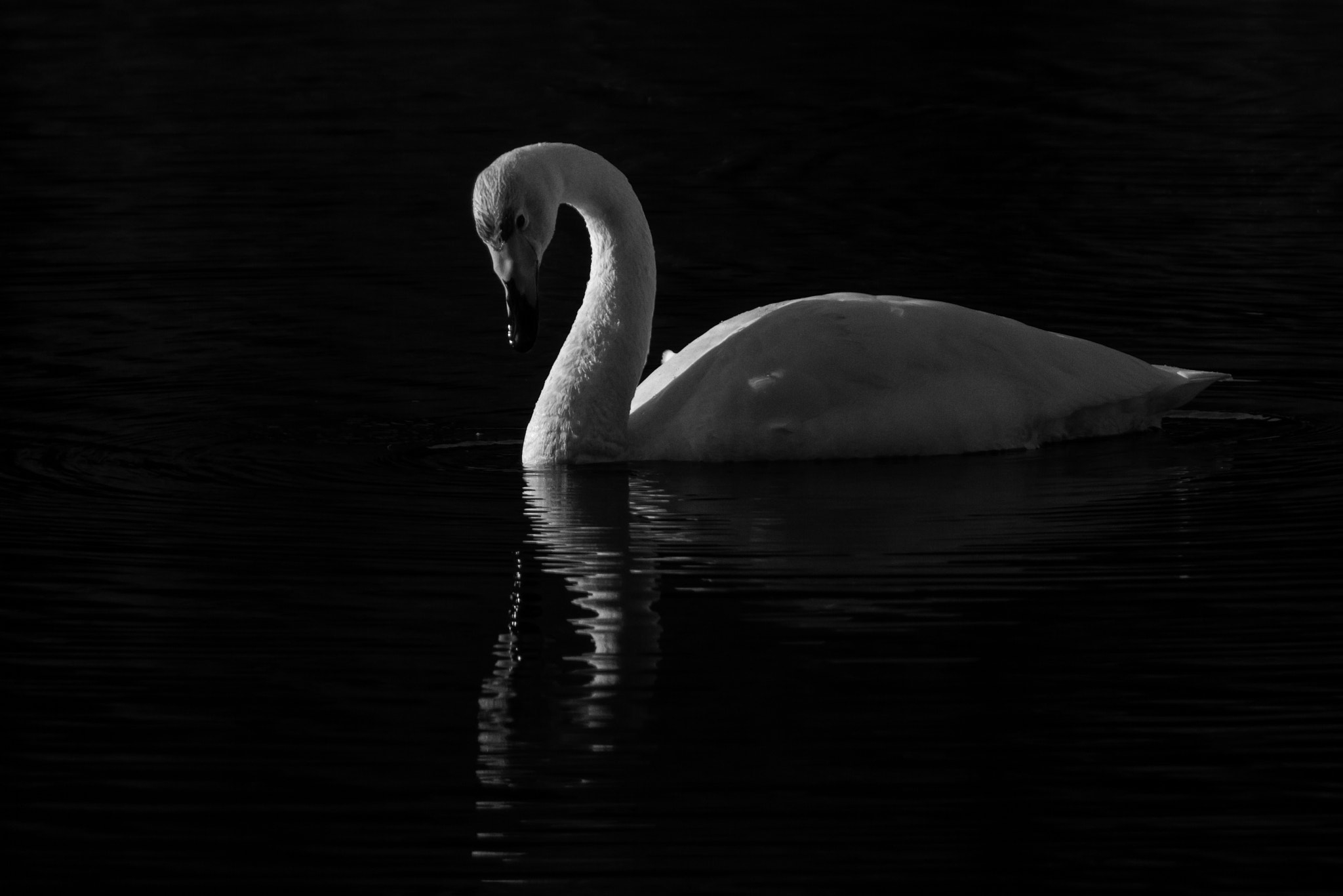 Canon EOS 7D + Sigma 50-500mm F4.5-6.3 DG OS HSM sample photo. Swan photography