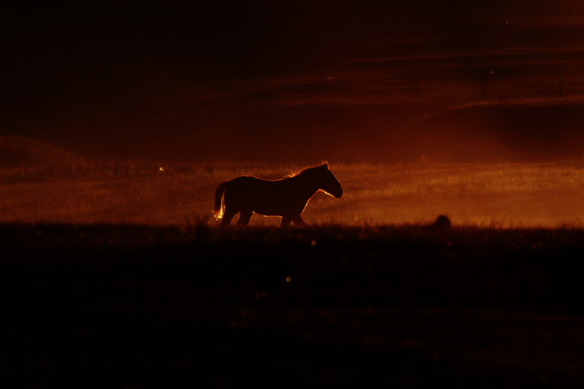 Canon EF 70-200mm F2.8L USM sample photo. Horse photography