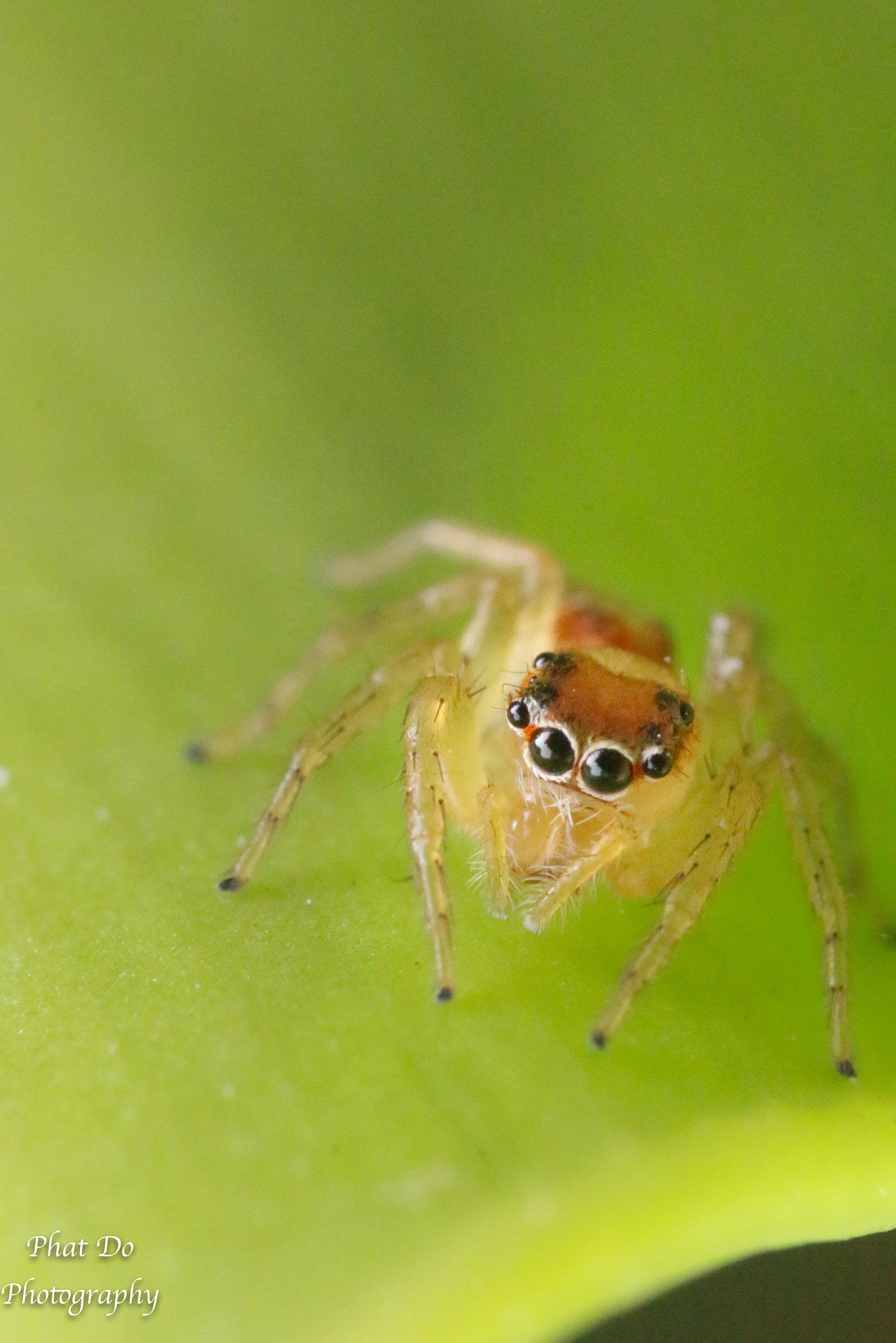 Canon EOS 70D + Tamron SP AF 90mm F2.8 Di Macro sample photo. The little boy photography