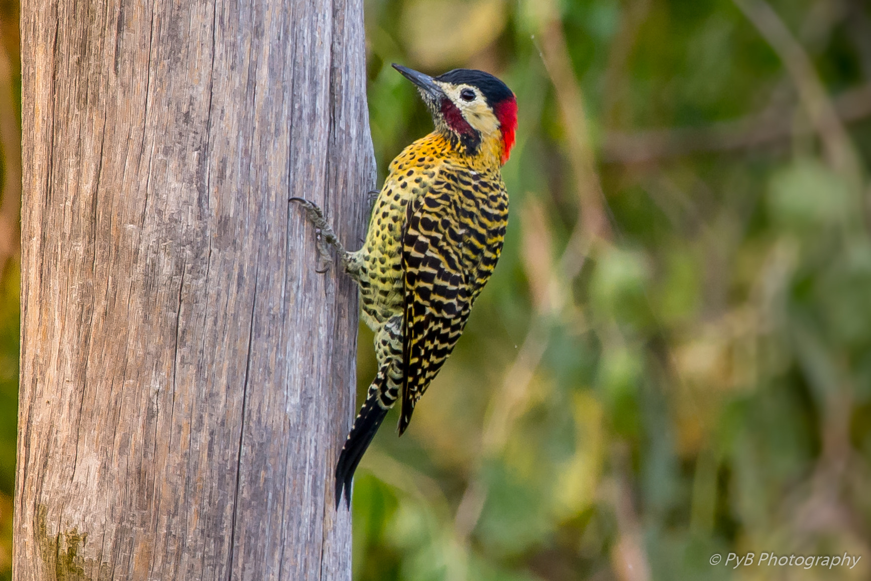 Nikon D7100 + Sigma 150-600mm F5-6.3 DG OS HSM | C sample photo. Carpintero real photography