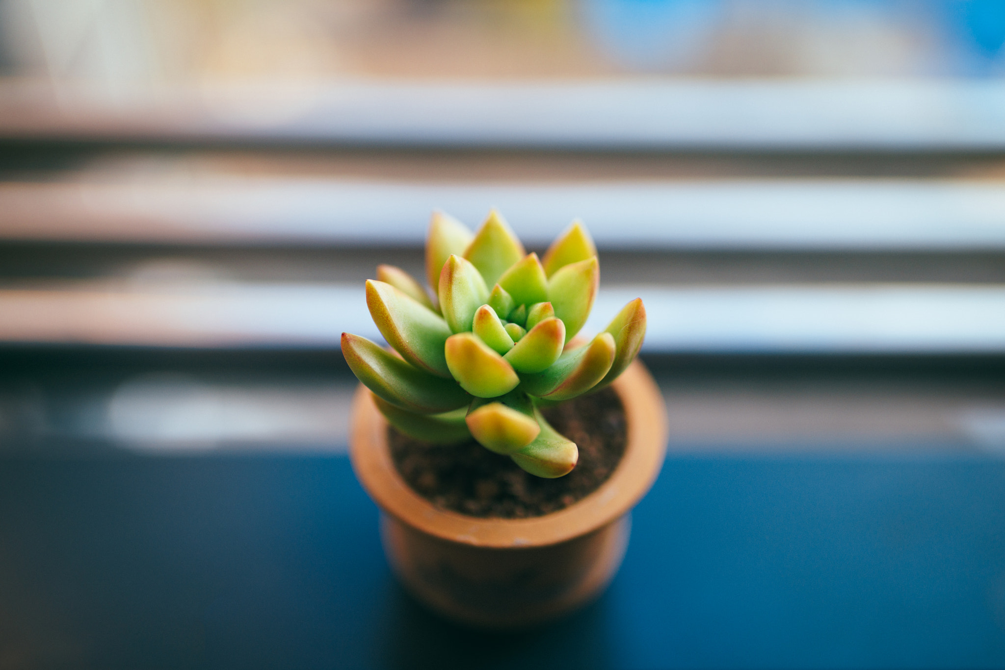 Nikon D800 + Sigma 35mm F1.4 DG HSM Art sample photo. Plant photography