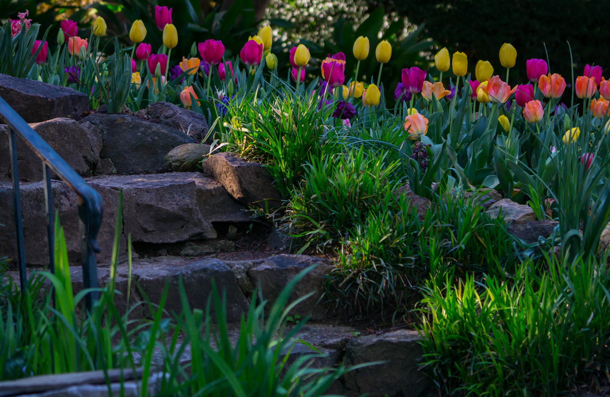 Sony a6000 + Sony FE 70-200mm F4 G OSS sample photo. Back to the garden photography