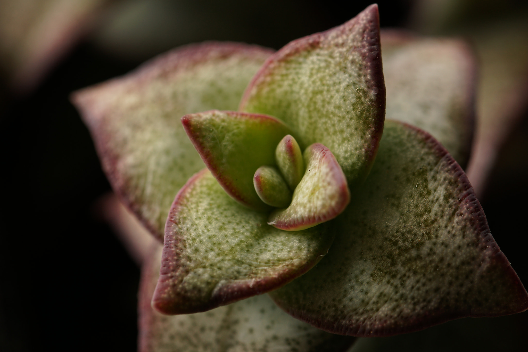 90mm F2.8 Macro SSM sample photo. Crassula photography