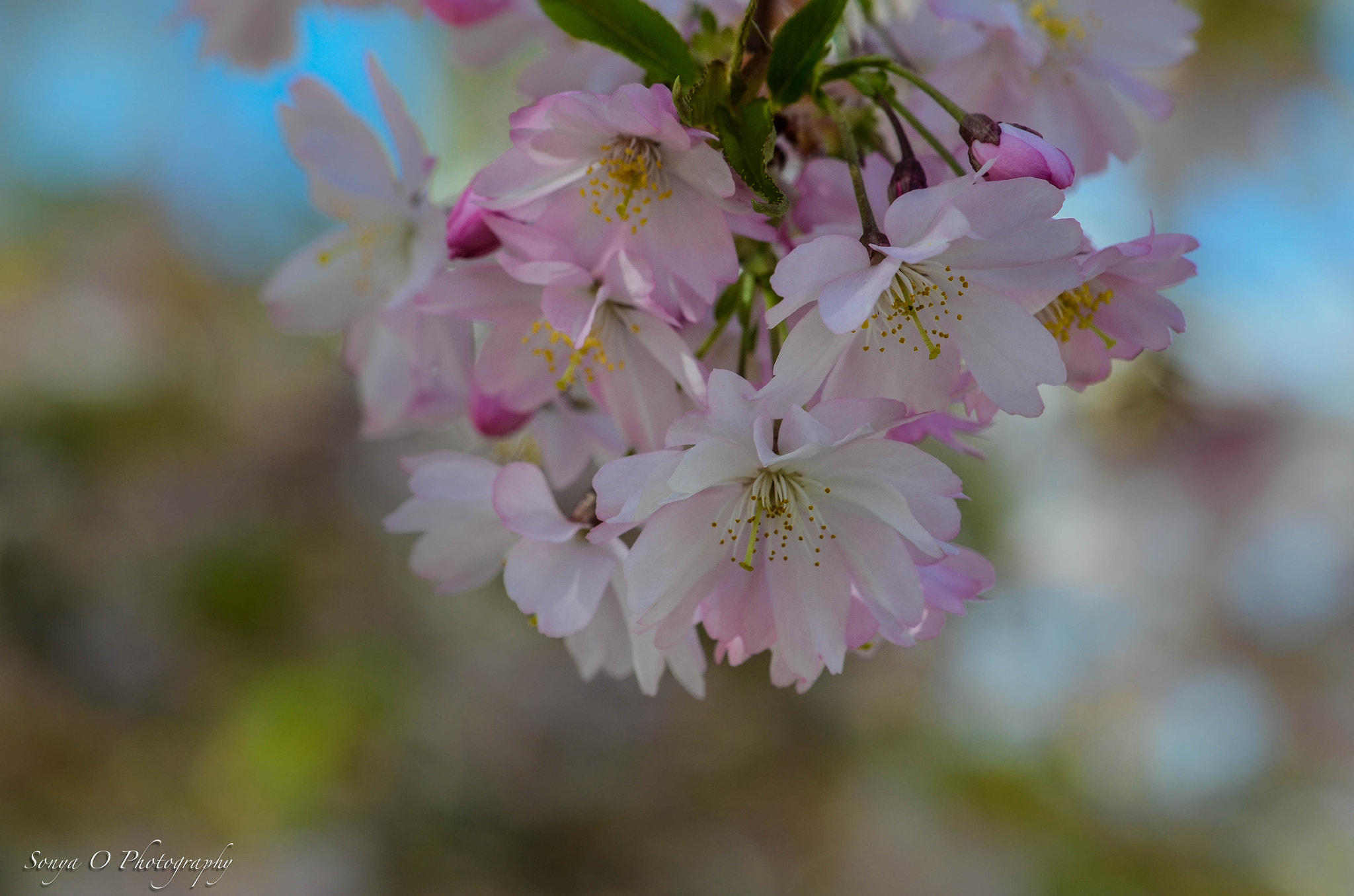 Nikon AF-S DX Micro-Nikkor 85mm F3.5G ED VR sample photo. Cherry blossom photography