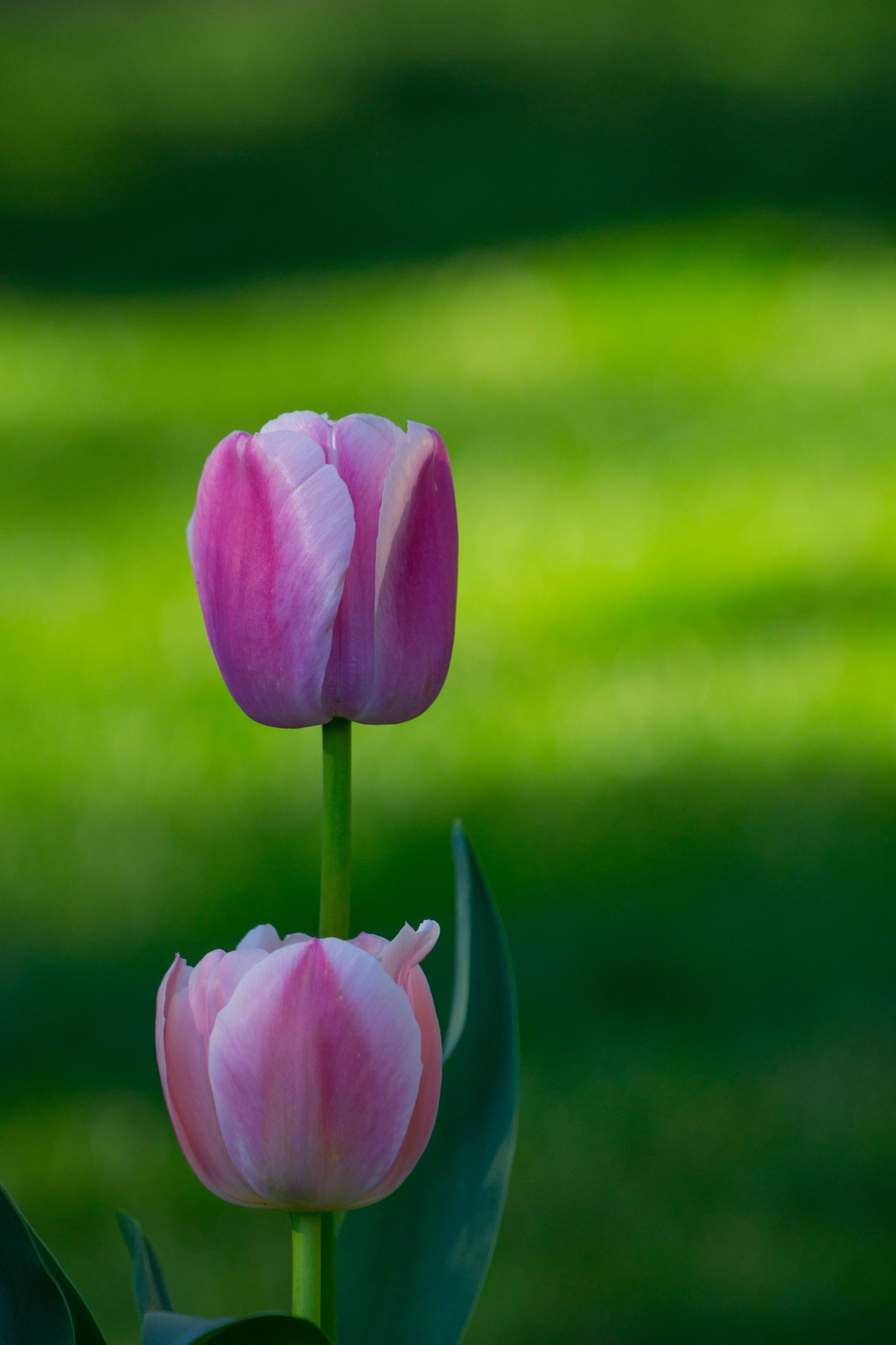 Sony a6000 + Sony FE 70-200mm F4 G OSS sample photo. Back to the garden photography