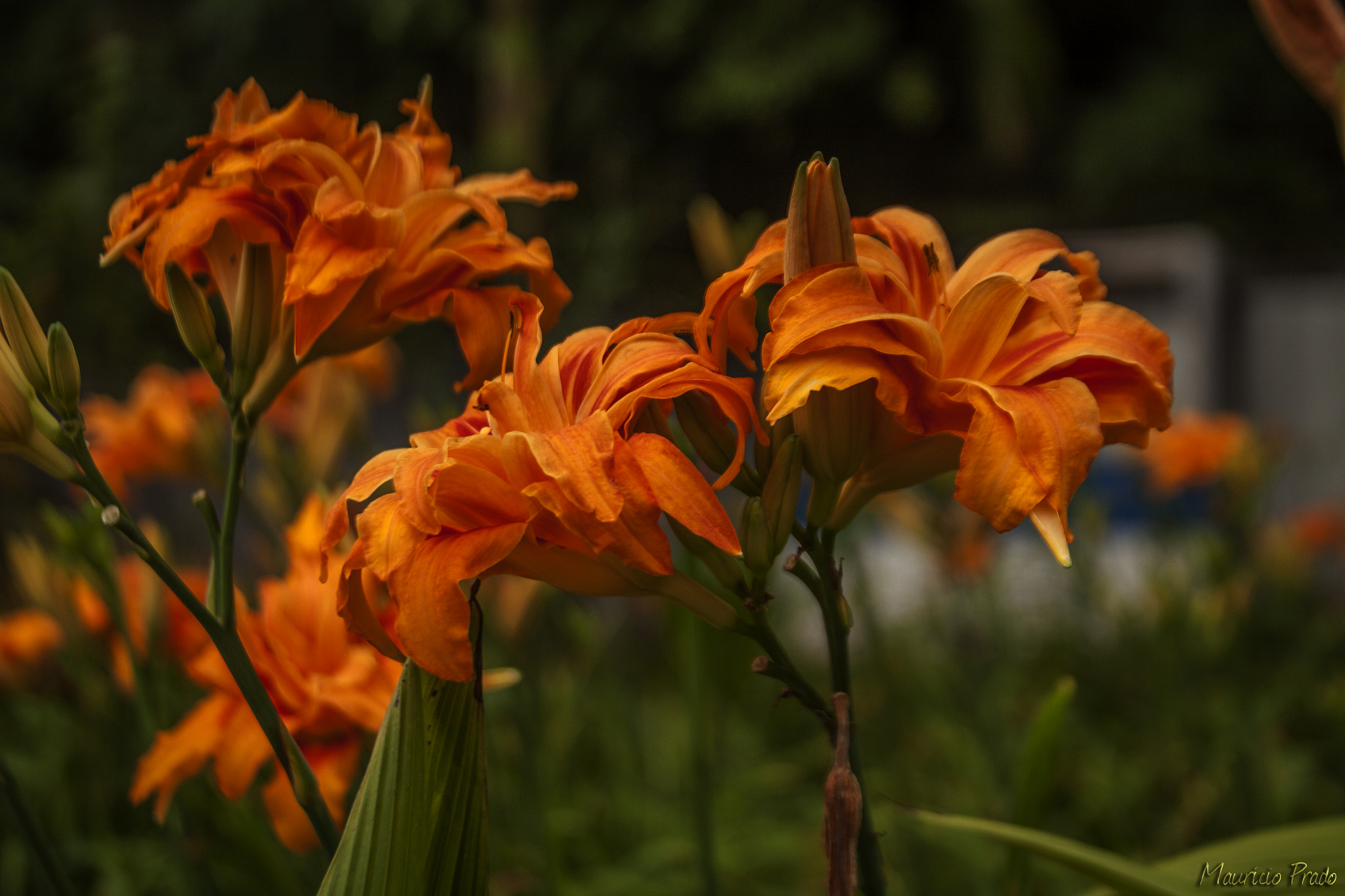 Canon EF 28-135mm F3.5-5.6 IS USM sample photo. May my gaze feel all eyes ... photography
