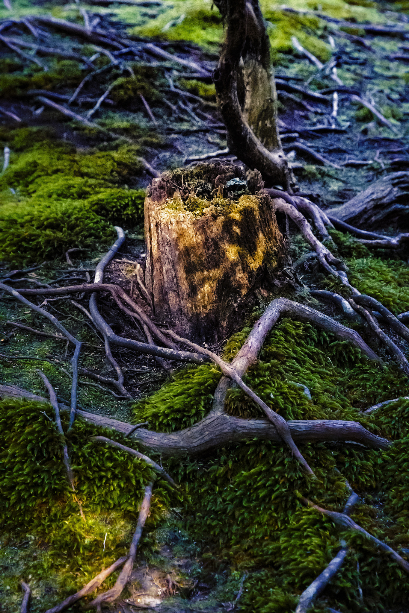 Canon EOS-1D X sample photo. 無情 photography