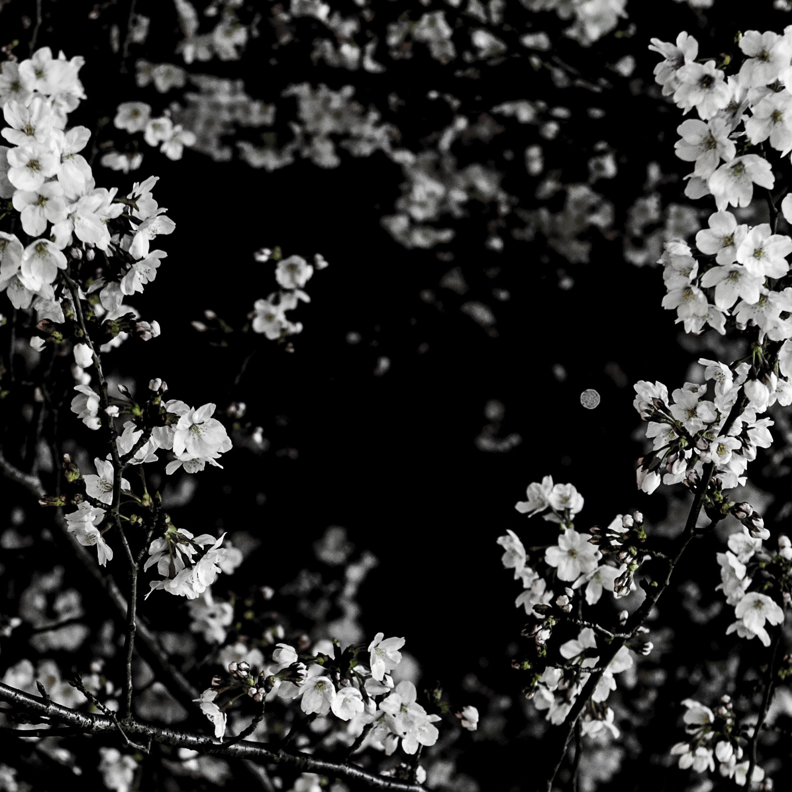 Nikon AF-S Nikkor 24-70mm F2.8G ED sample photo. 花树 photography