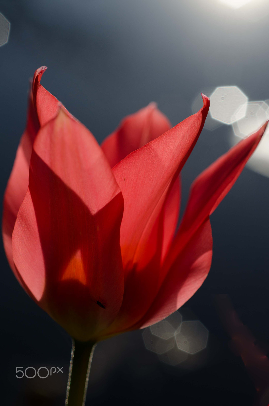 Nikon D7000 sample photo. Tulip photography