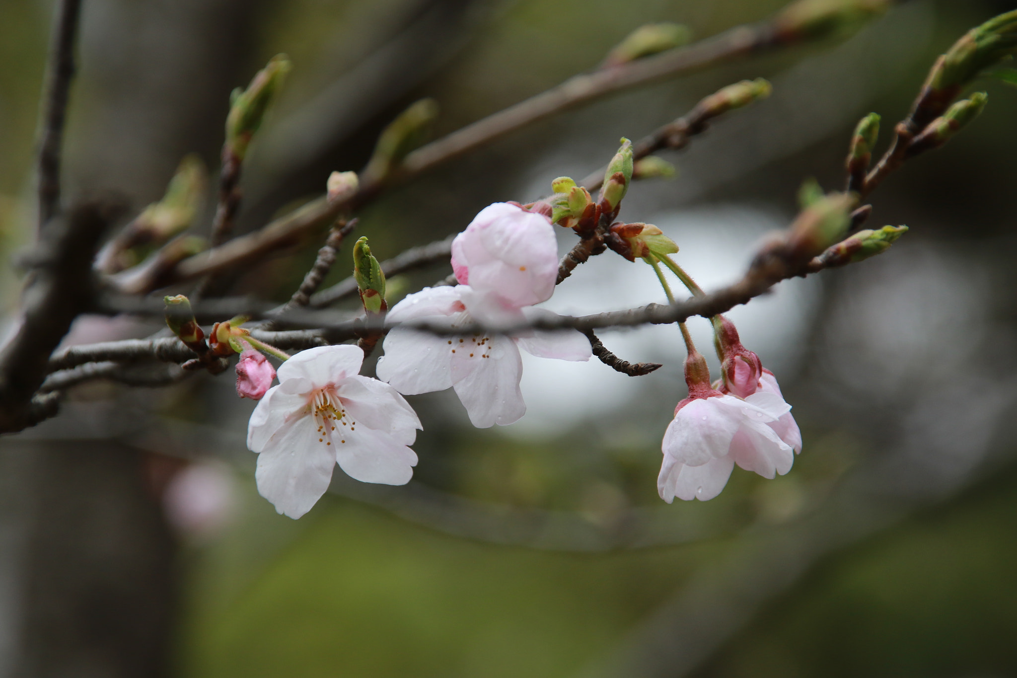 Canon EOS 7D Mark II + Sigma 18-200mm f/3.5-6.3 DC OS sample photo