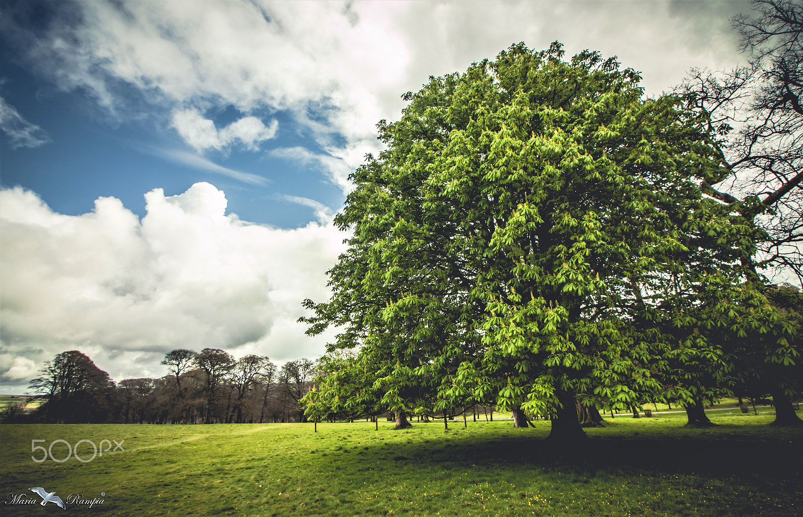 Canon EOS 70D sample photo. Tree in landhydrock. photography