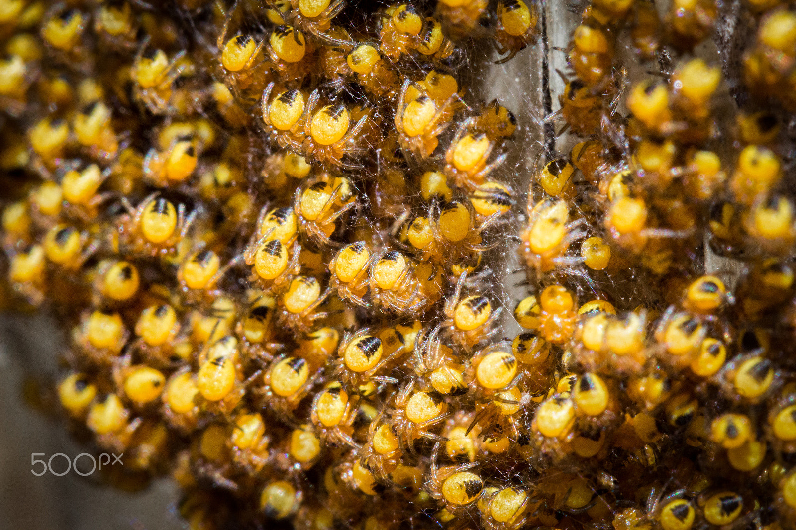 Canon EF 100mm F2.8 Macro USM sample photo. Spider nest photography