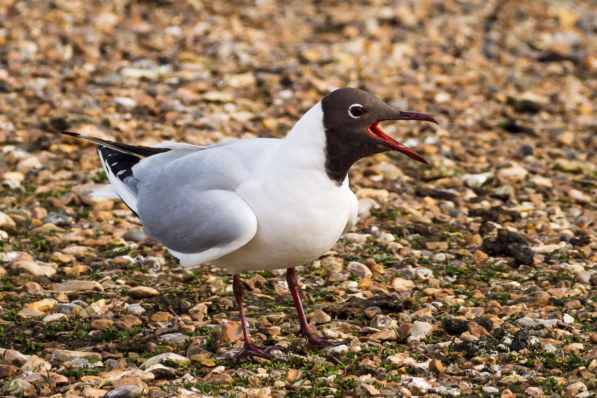 150-600mm F5-6.3 DG OS HSM | Contemporary 015 sample photo. Black headed gull photography