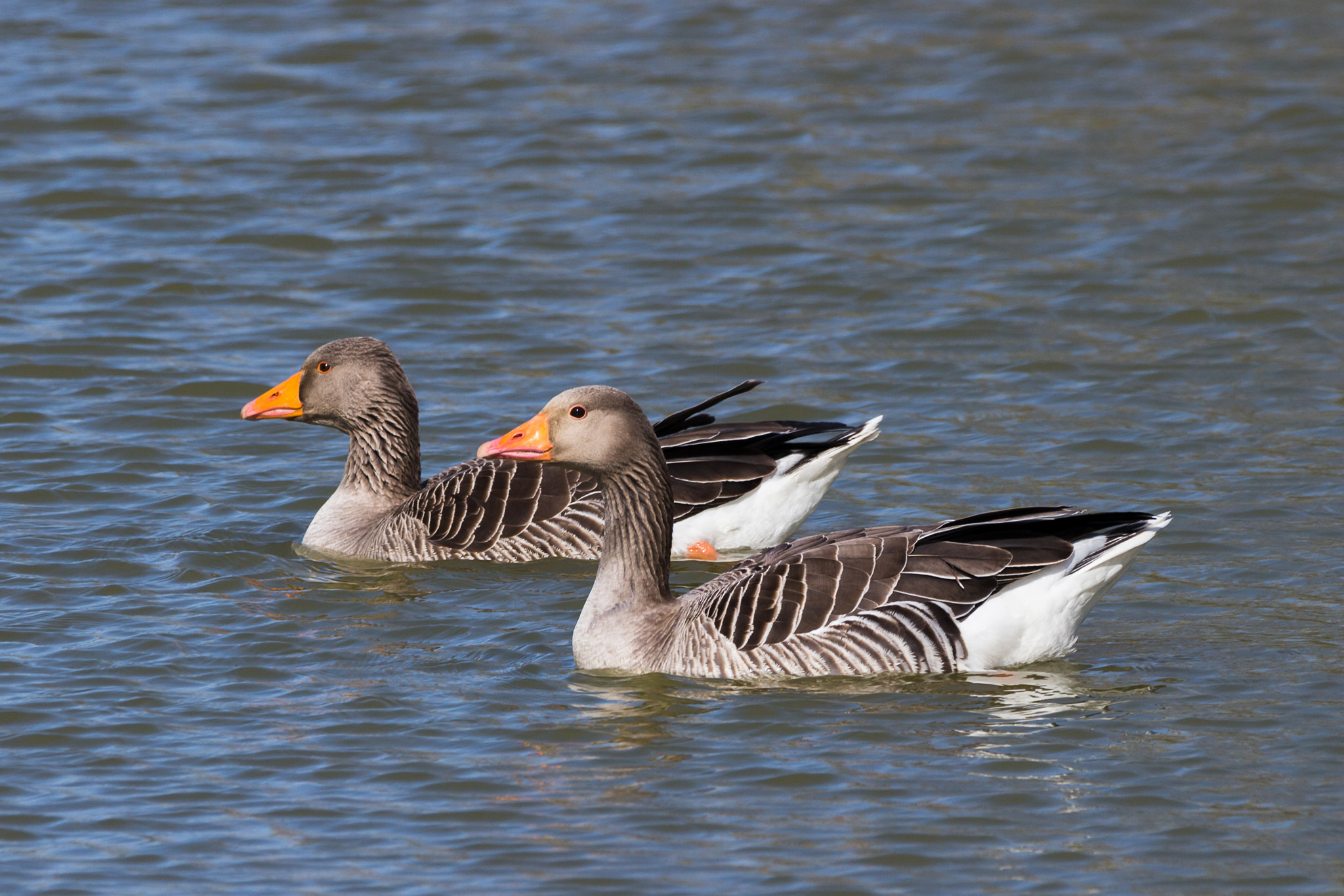 Canon EOS 700D (EOS Rebel T5i / EOS Kiss X7i) + 150-600mm F5-6.3 DG OS HSM | Contemporary 015 sample photo. Greylag geese photography