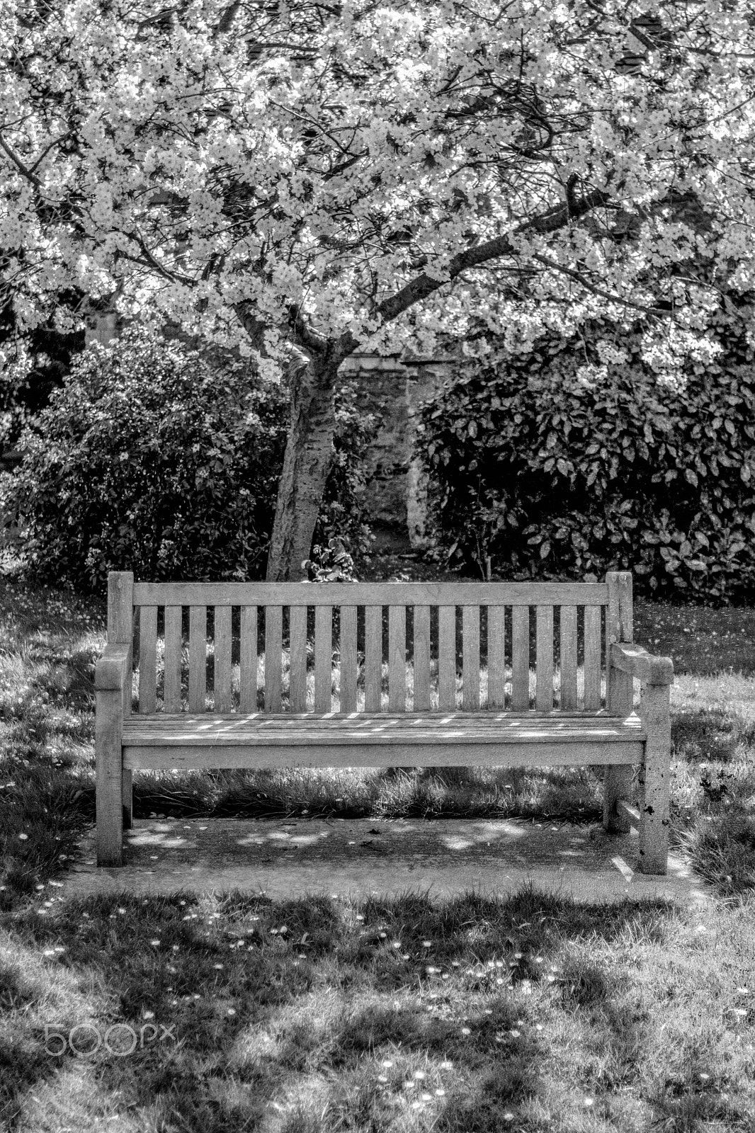 Nikon D7100 + Nikon AF Nikkor 35mm F2D sample photo. Cherry blossom bench photography