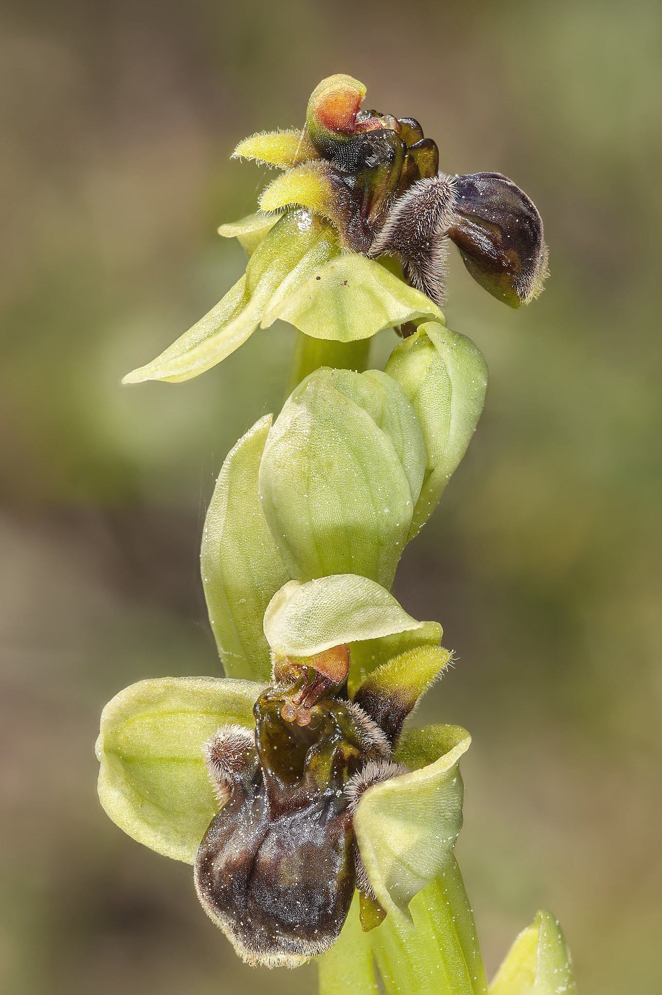 Nikon D700 sample photo. Ophrys bombyliflora photography