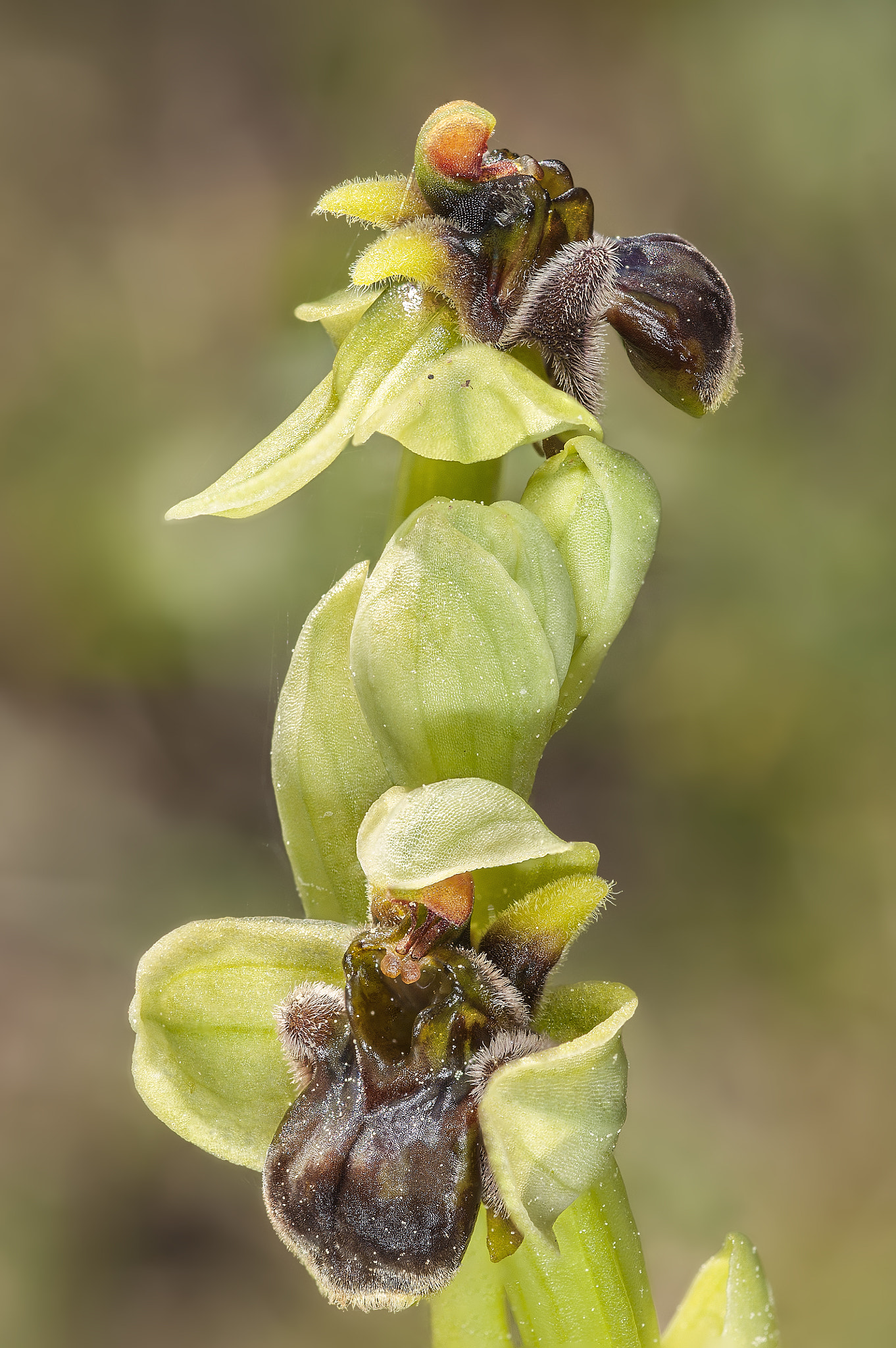 Nikon D700 + Nikon AF Micro-Nikkor 60mm F2.8D sample photo. Ophrys bombyliflora photography