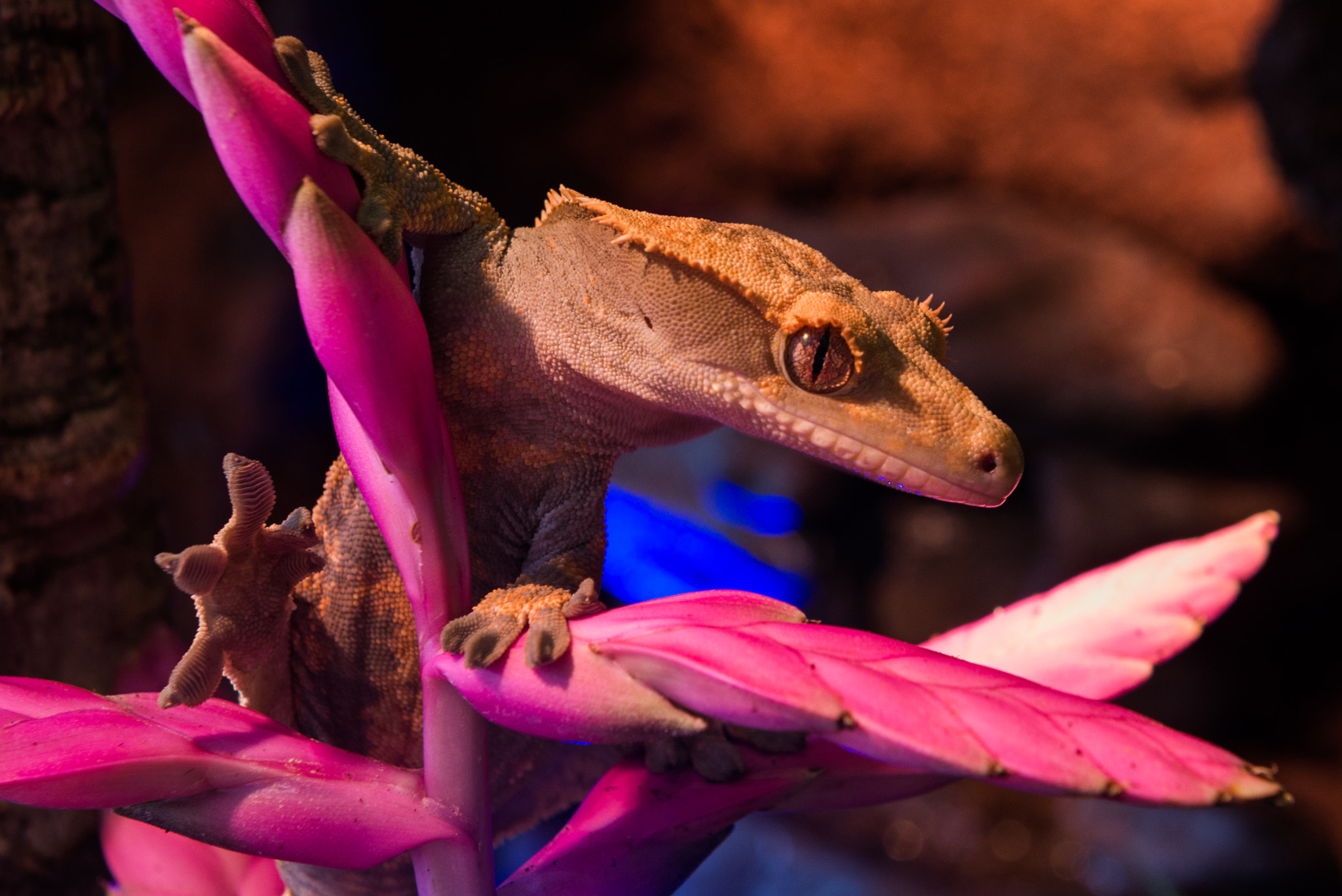Nikon AF-S Nikkor 24-70mm F2.8G ED sample photo. Crested gecko photography