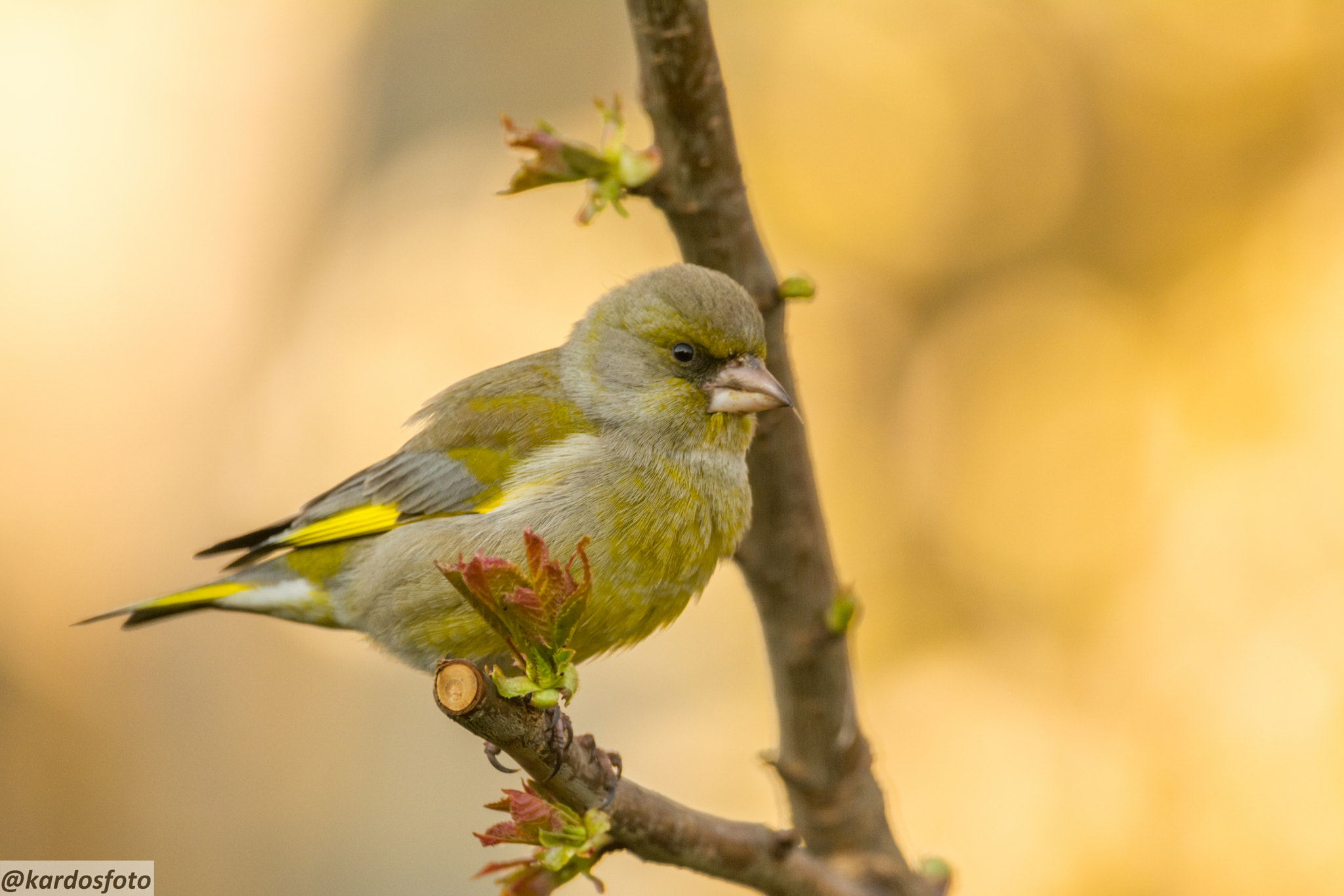 Sigma 150-600mm F5-6.3 DG OS HSM | C sample photo. Fotós reggel photography