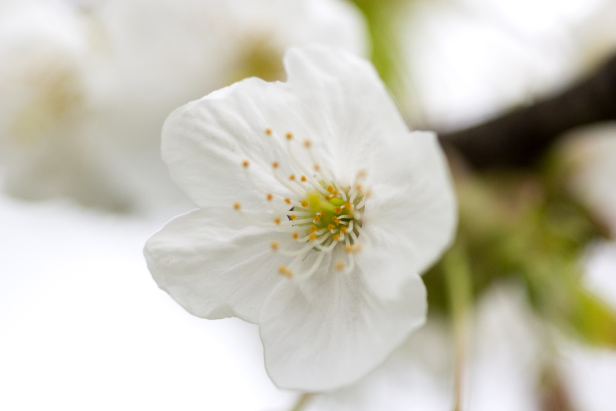 Canon EF 100mm F2.8 Macro USM sample photo. Blossom photography