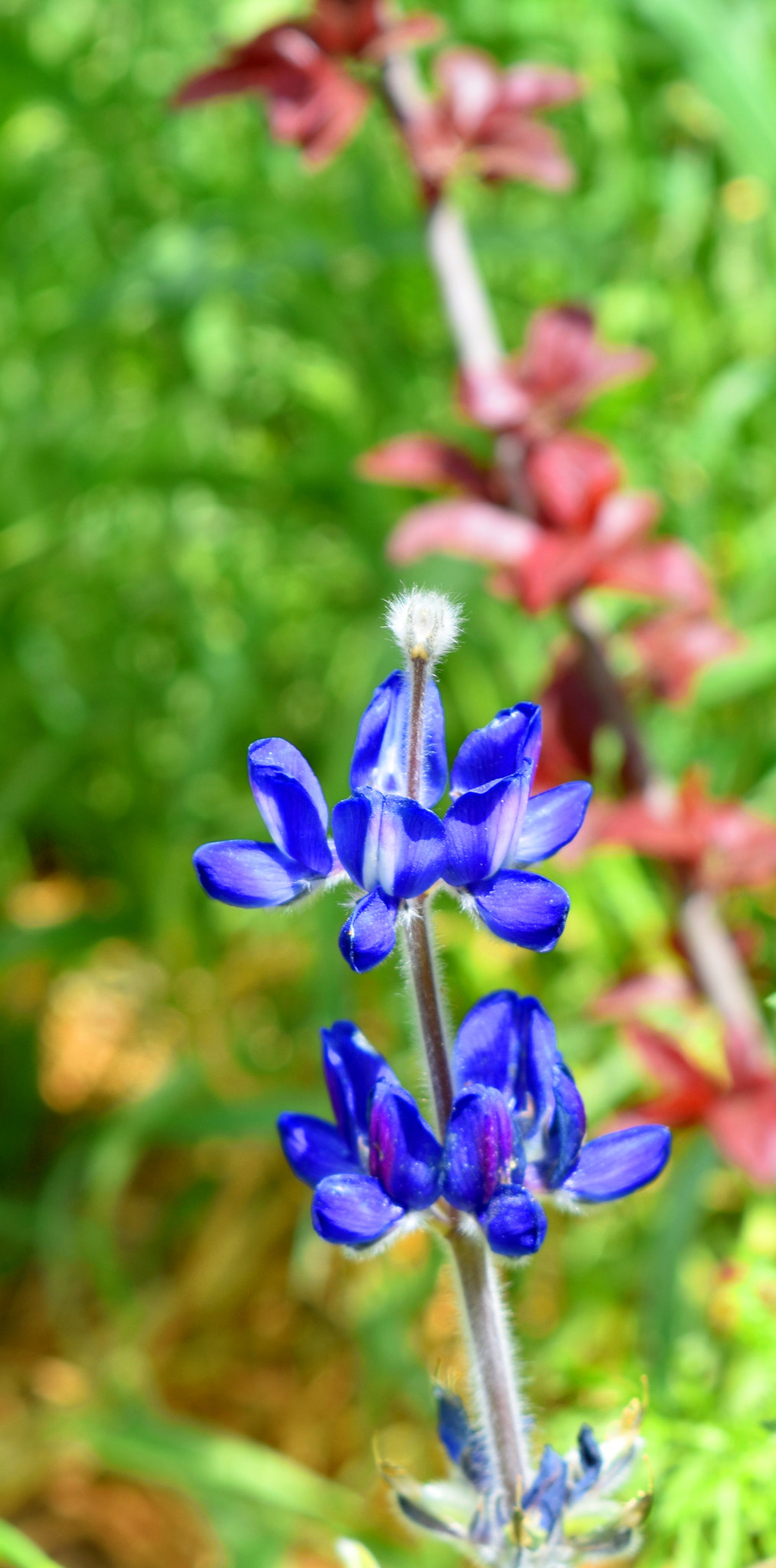 Nikon D3400 sample photo. Bloom in purple photography