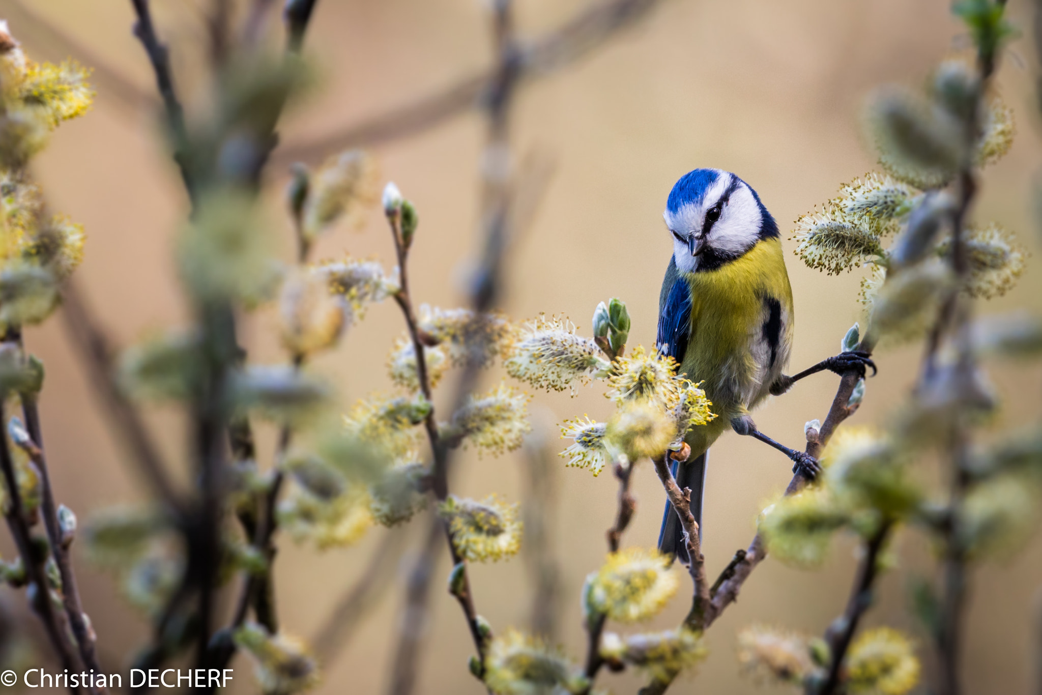 Canon EOS 5DS R sample photo. Une mésange bleue à optevoz en isère (france) photography