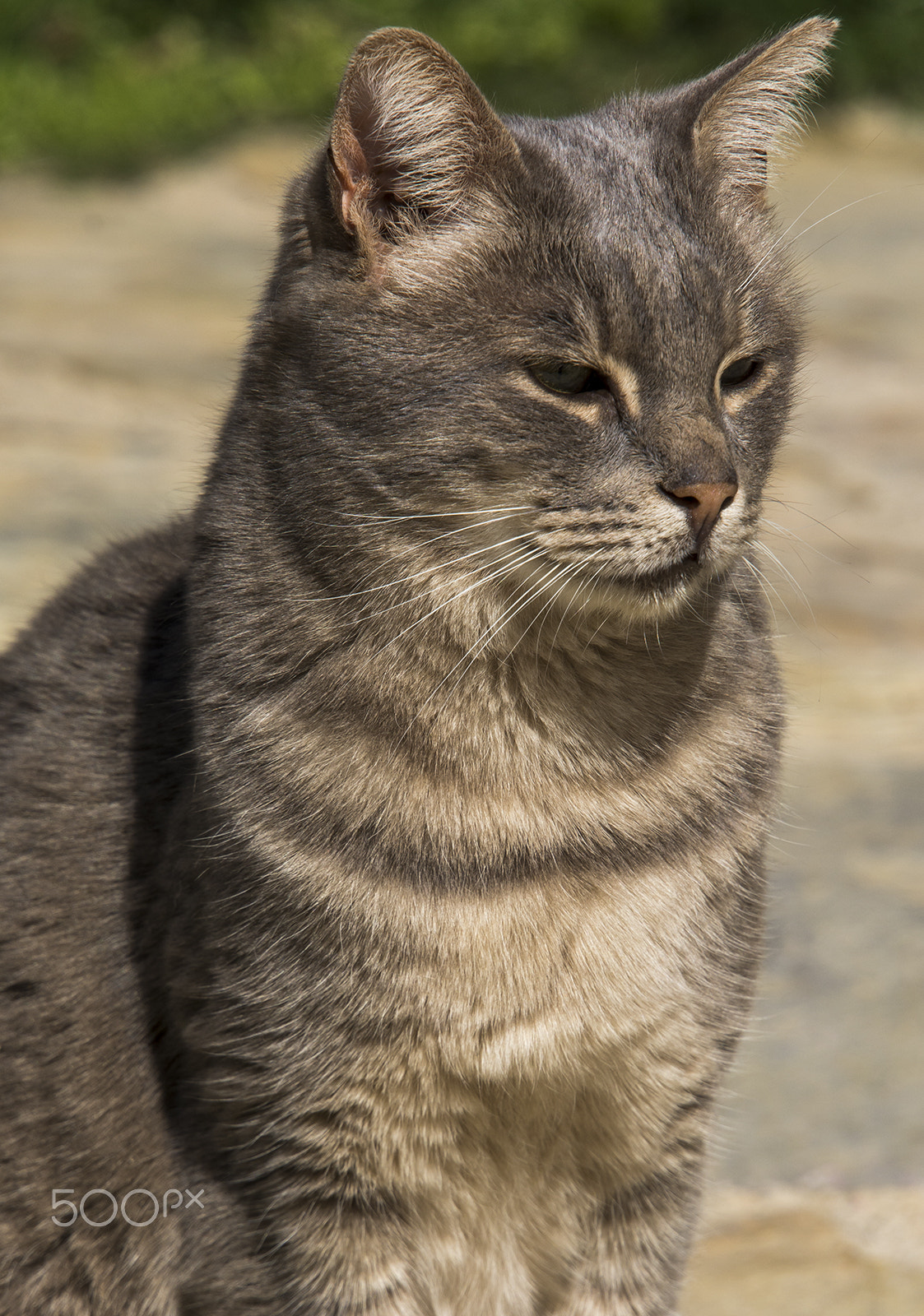 Nikon D7100 sample photo. Grey photography