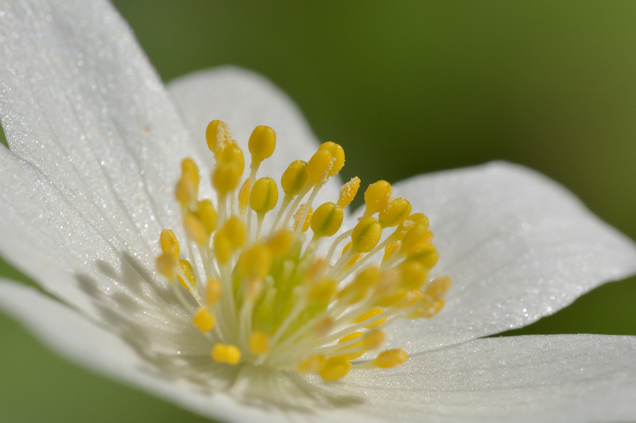 Sigma 105mm F2.8 EX DG OS HSM sample photo. The flower photography