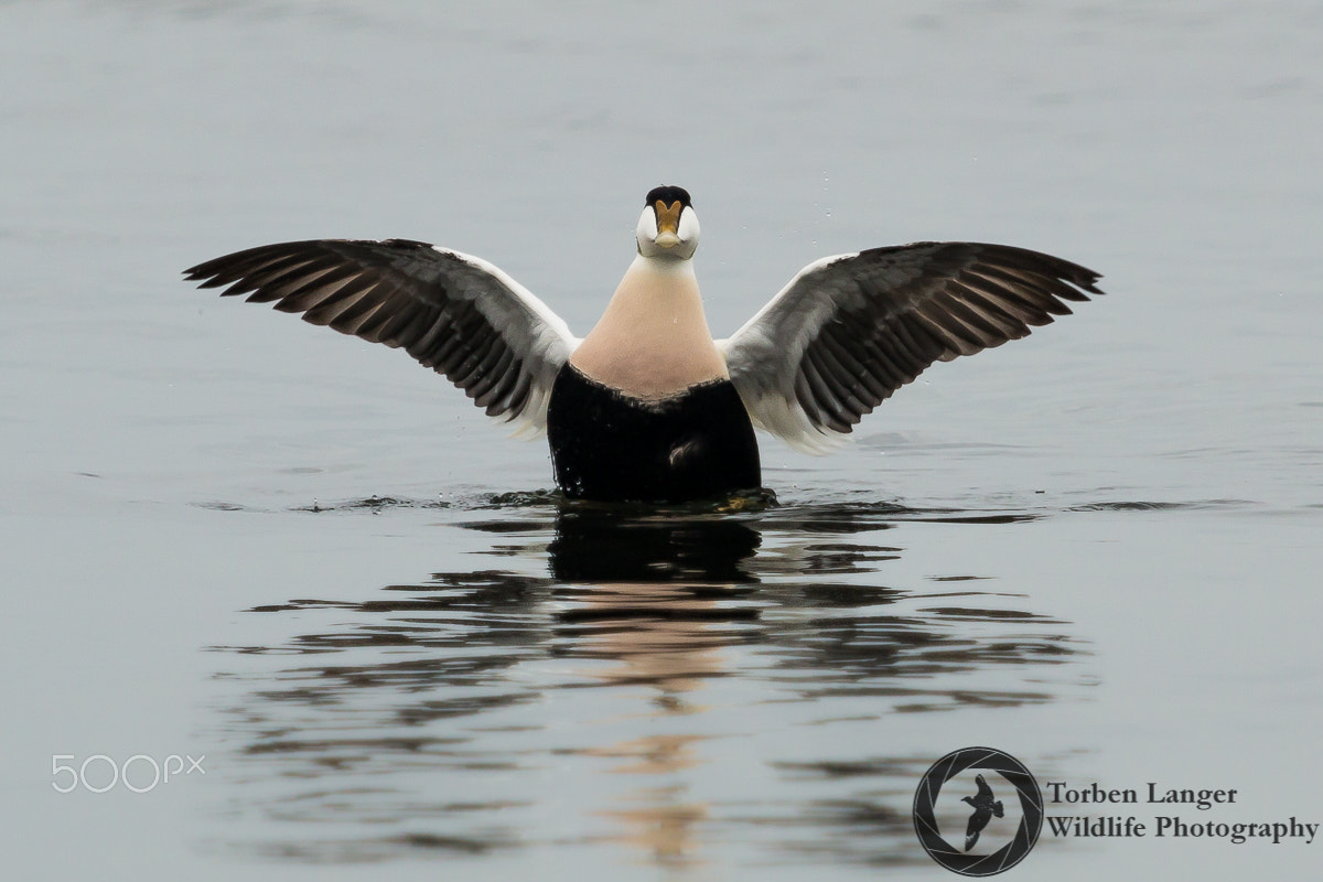 Canon EOS 70D + Canon EF 100-400mm F4.5-5.6L IS USM sample photo. Common eider photography