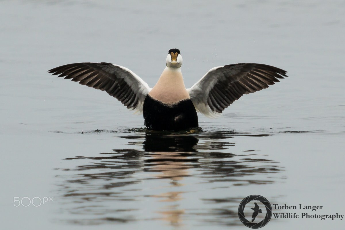 Canon EF 100-400mm F4.5-5.6L IS USM sample photo. Common eider photography