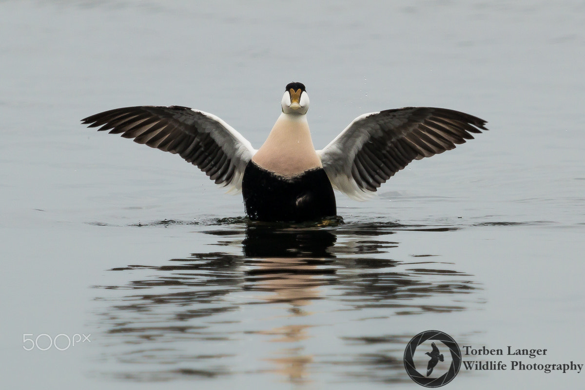 Canon EOS 70D sample photo. Common eider photography