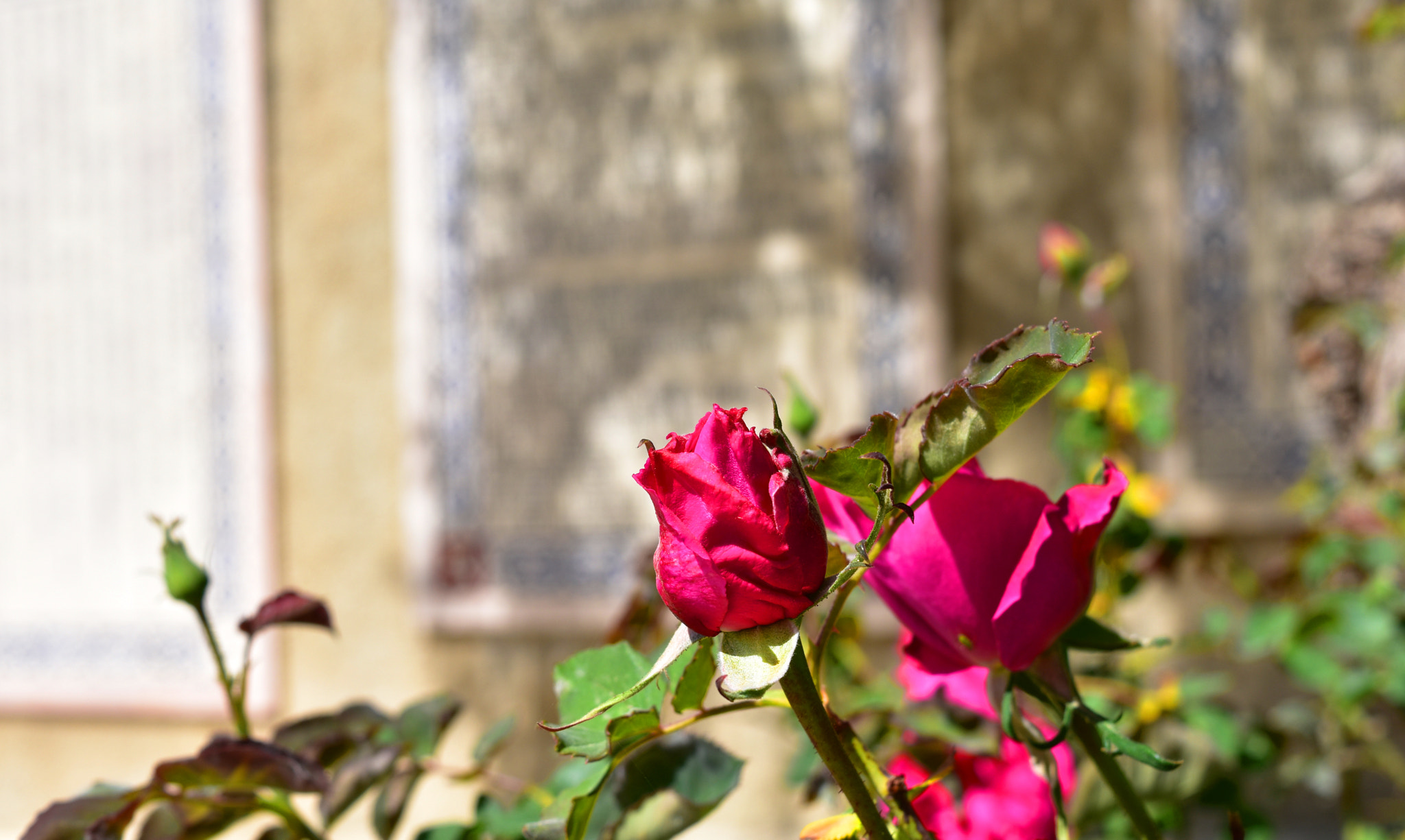 Nikon D3400 sample photo. Pink roses photography