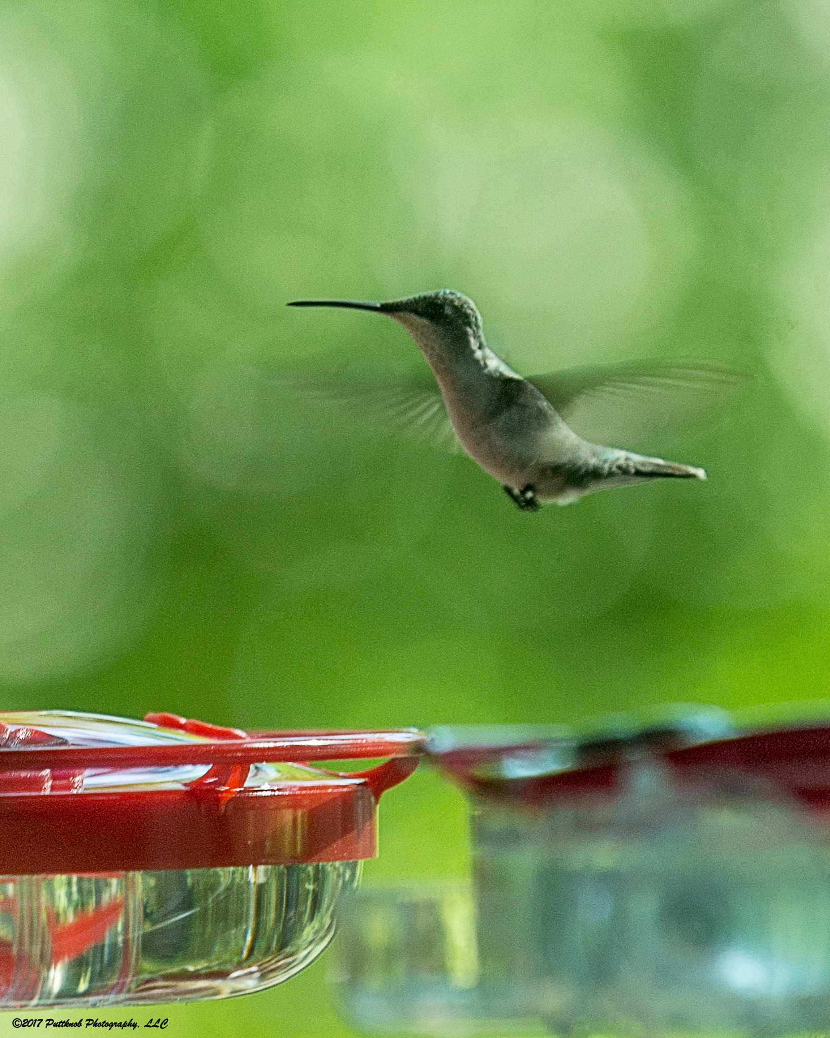 Canon EOS 1100D (EOS Rebel T3 / EOS Kiss X50) sample photo. Hummingbirds return 1 photography